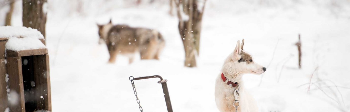 Просмотр фильма Ездовые собаки