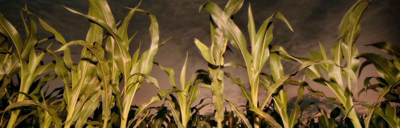 Просмотр фильма Дети кукурузы: Апокалипсис