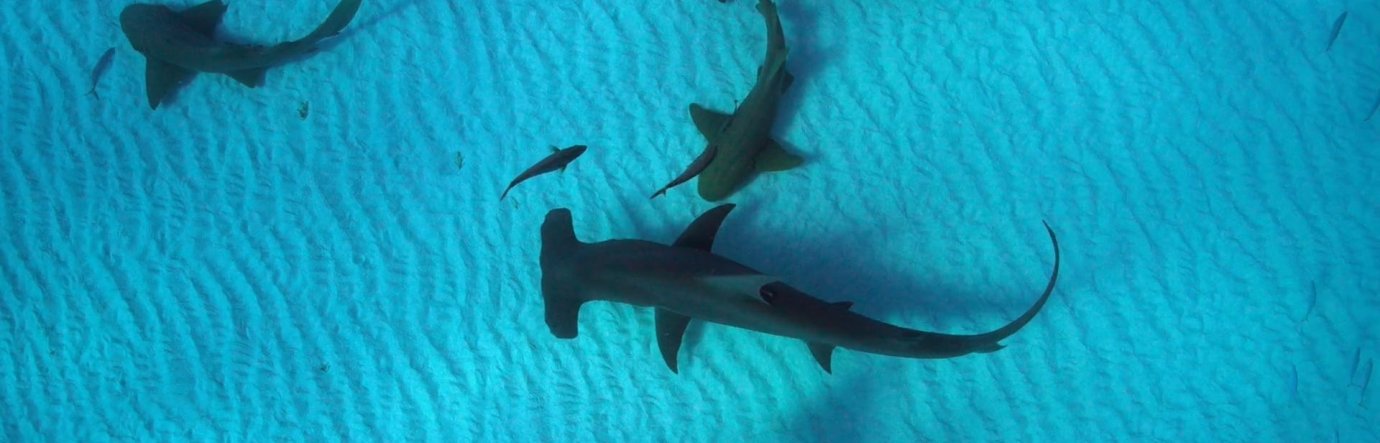 Просмотр фильма Акулы: Вымирание