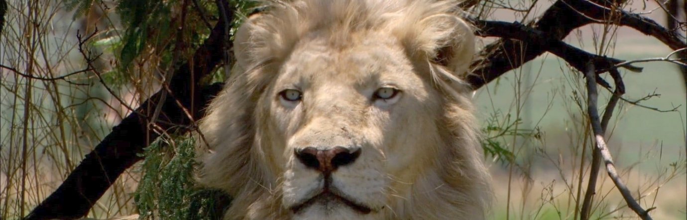 Просмотр фильма Белый лев