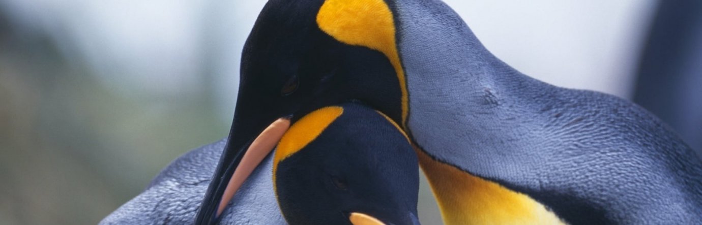 Просмотр фильма Король пингвинов