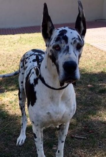 (Armani GreatDane) фото: (Armani GreatDane)